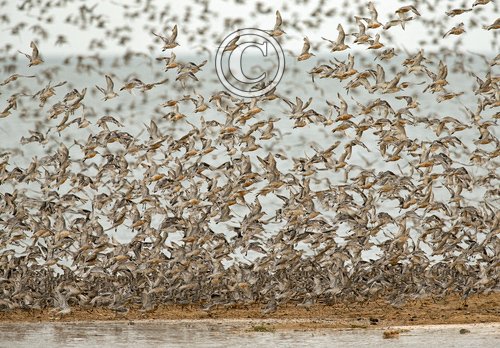 Group of Knot DM1740